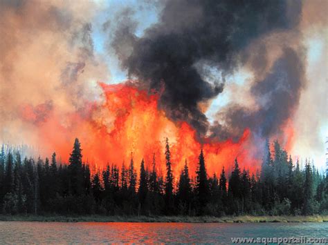 tinyzone incendies|Incendies .